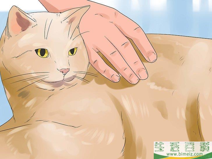 怎么让猫咪不再发出嘶嘶声