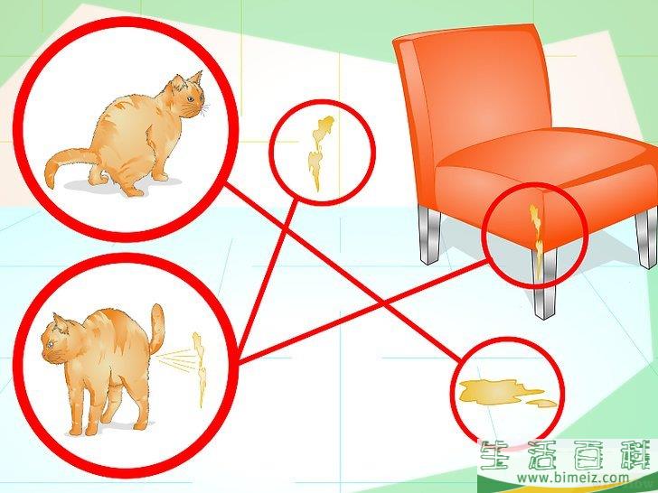 怎么防止猫咪乱撒尿