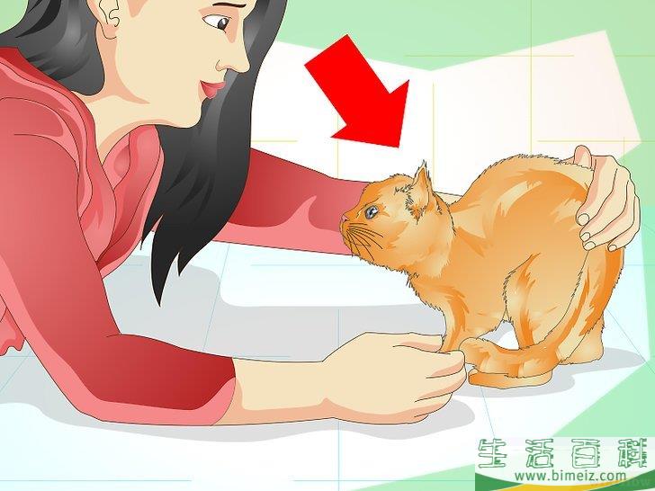 怎么防止猫咪乱撒尿