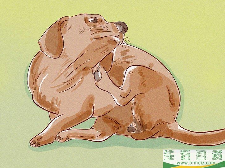怎么判断狗是否感染了跳蚤