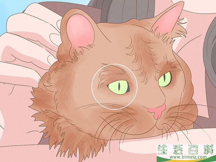 怎么向猫咪道歉