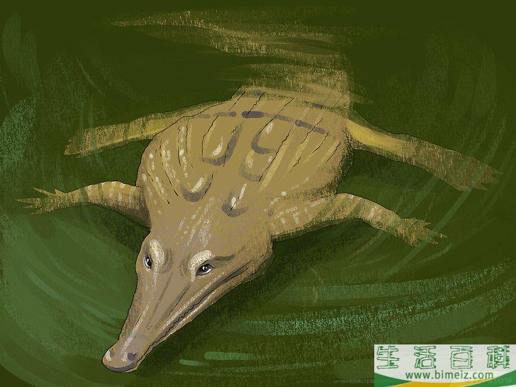 怎么区分短吻鳄和其他鳄鱼