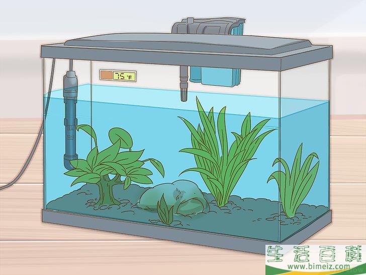 怎么照料孔雀鱼