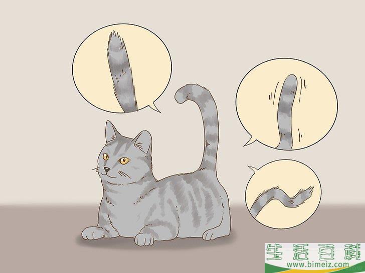 怎么和猫咪交流