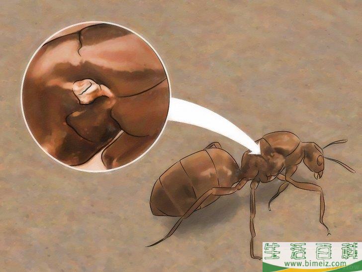 怎么辨别蚁后