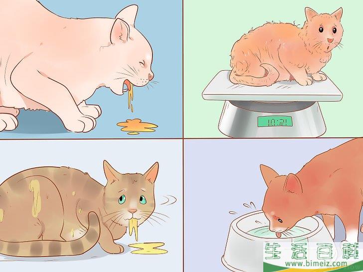 怎么判断一只猫是否生病