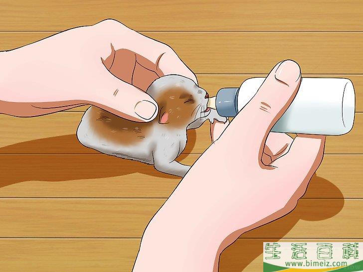 怎么照顾刚出生的小猫