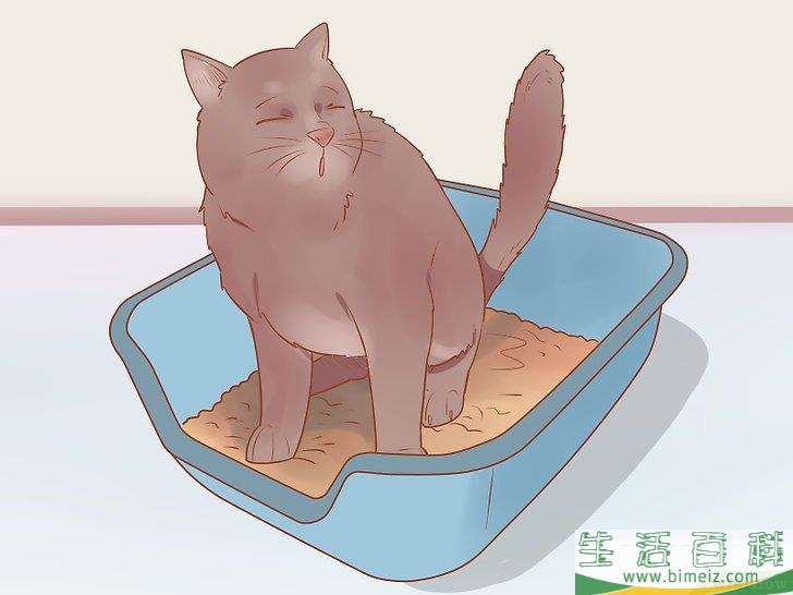 怎么判断一只猫是否生病