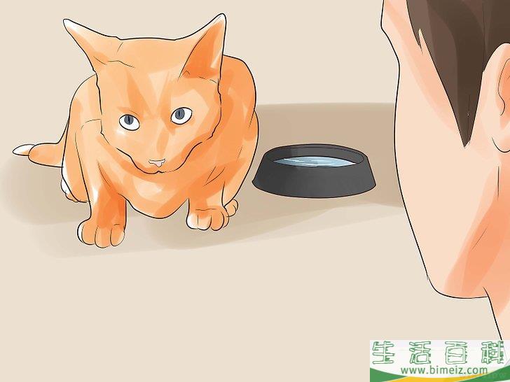 怎么知道你的猫是不是要死了