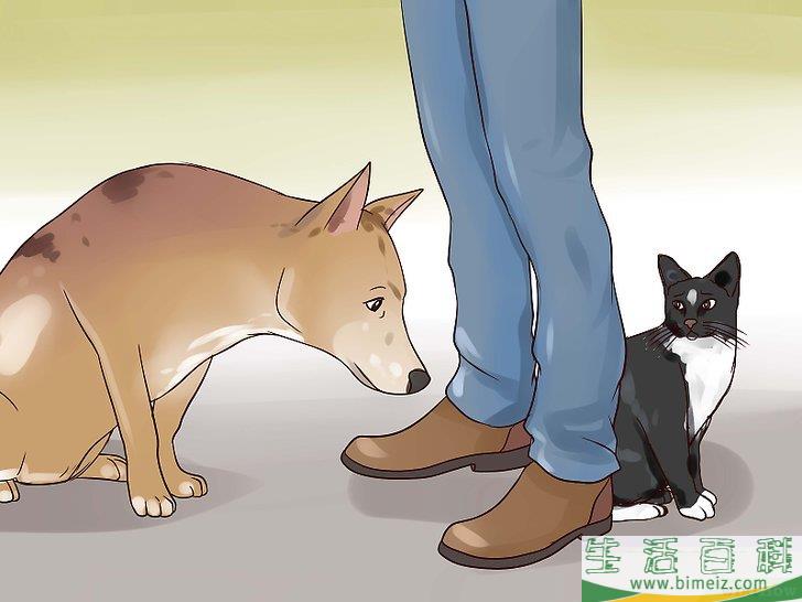 怎么让狗不再追赶猫咪