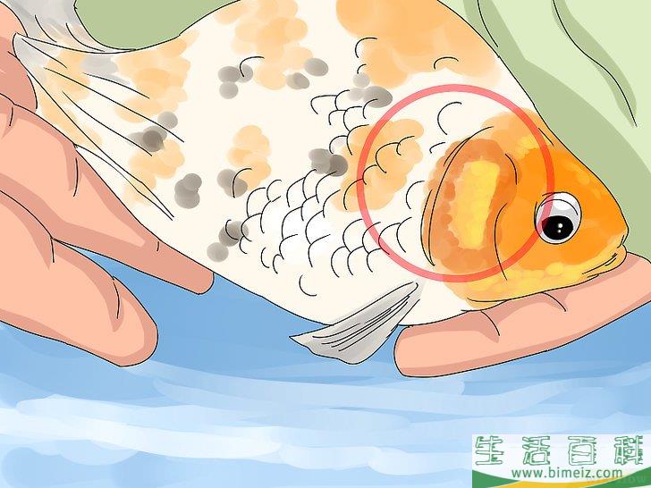 怎么判断鱼死没死