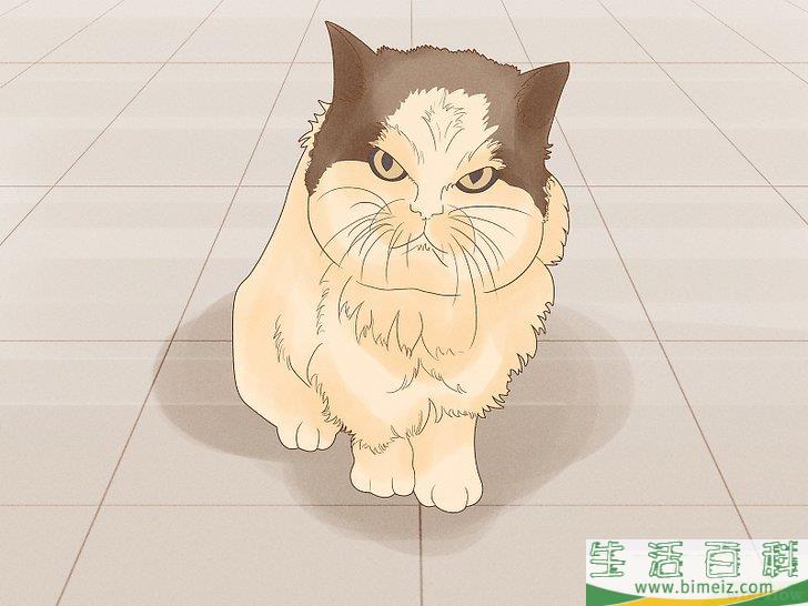 怎么向猫咪道歉