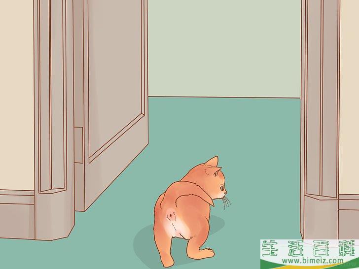 怎么照顾幼猫