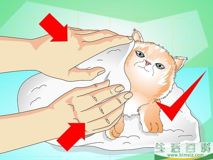 怎么给猫崽洗澡