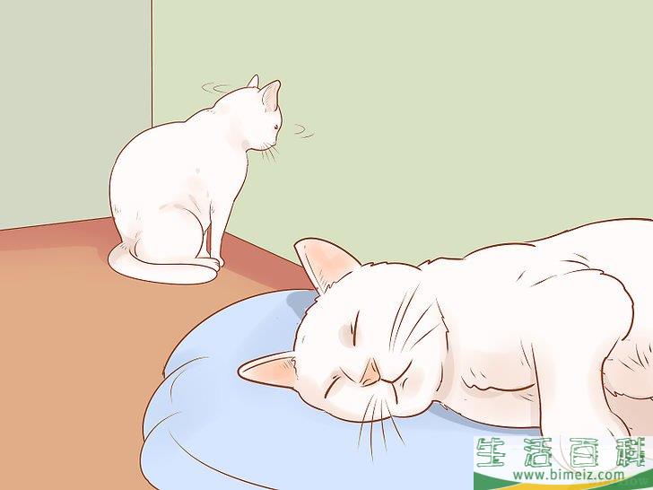 怎么判断一只猫是否生病