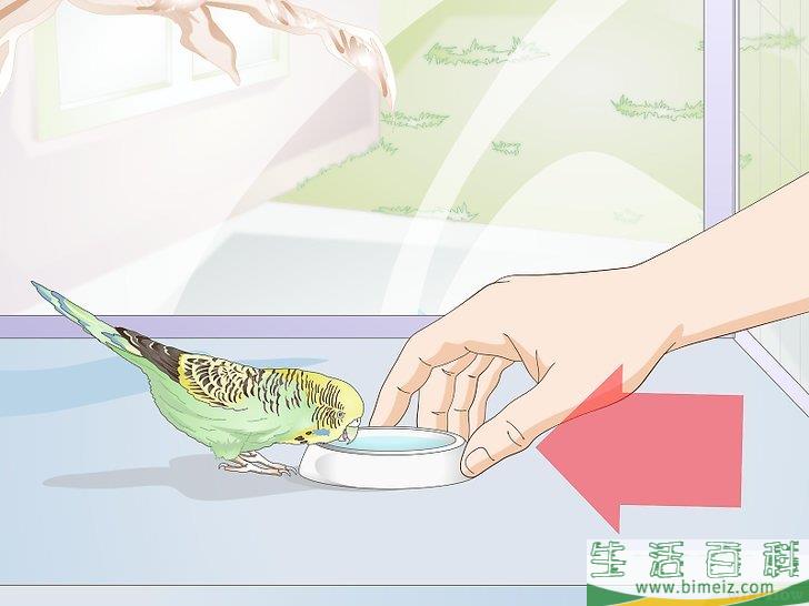 怎么喂养虎皮鹦鹉