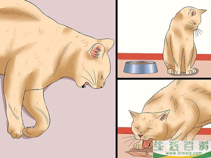 怎么判断猫是否得了狂犬病