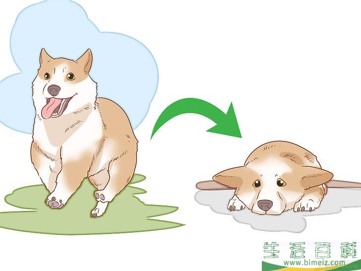 怎么判断狗狗是否得了忧郁症