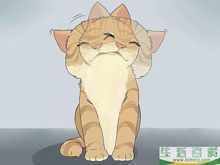 怎么清洁猫咪的耳朵