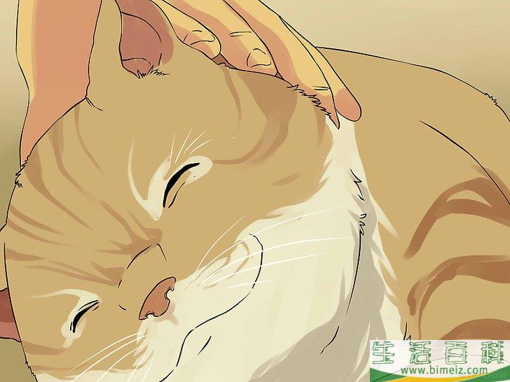 怎么清洁猫咪的耳朵