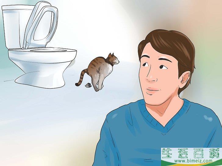 怎么教会猫咪使用马桶