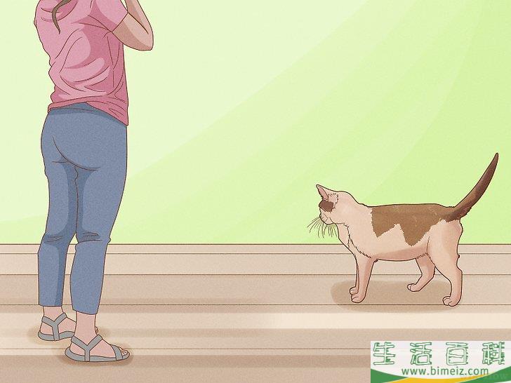 怎么向猫咪道歉
