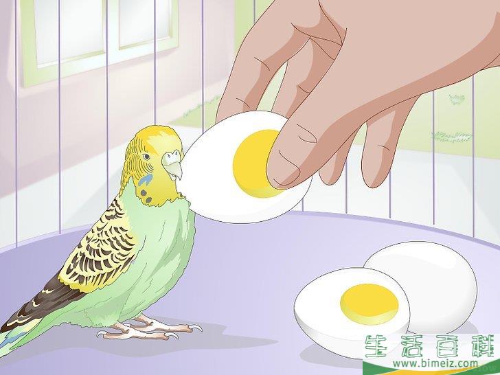 怎么喂养虎皮鹦鹉