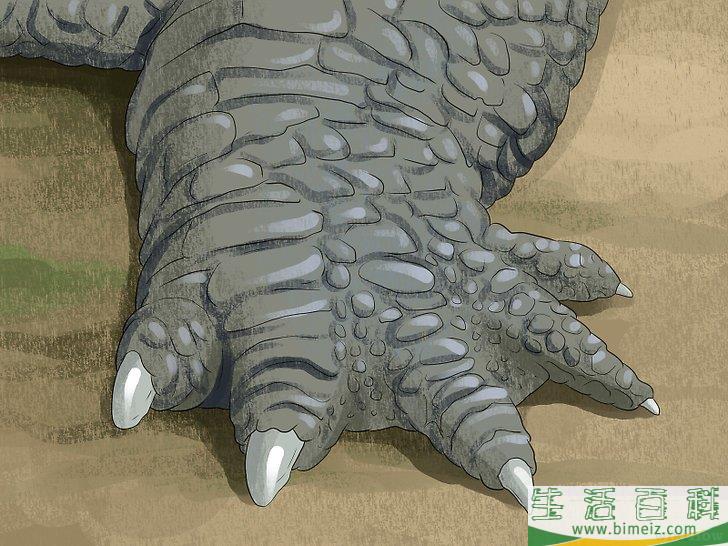 怎么区分短吻鳄和其他鳄鱼