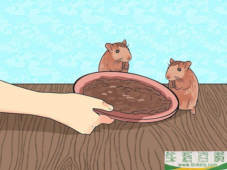 怎么喂养老公公仓鼠