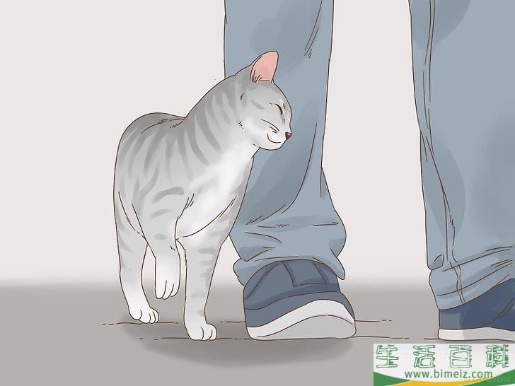 怎么和猫咪交流