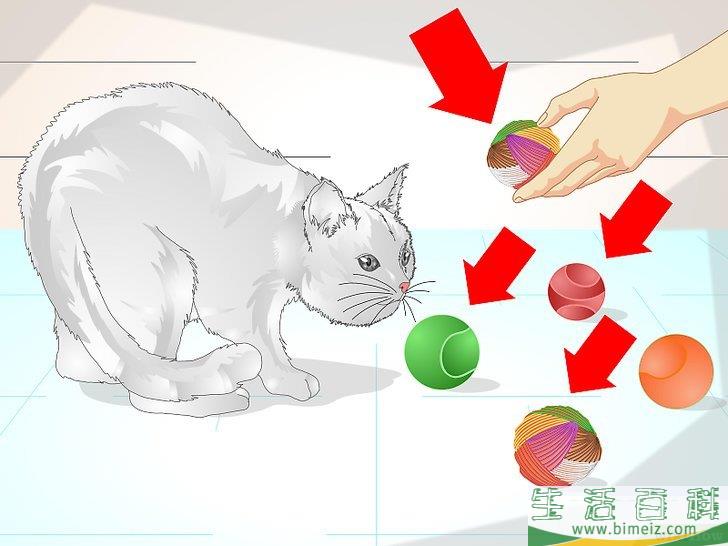 怎么宠爱猫咪