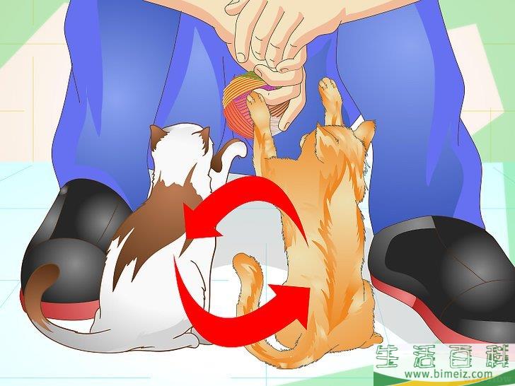 怎么防止猫咪乱撒尿