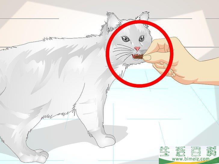 怎么宠爱猫咪