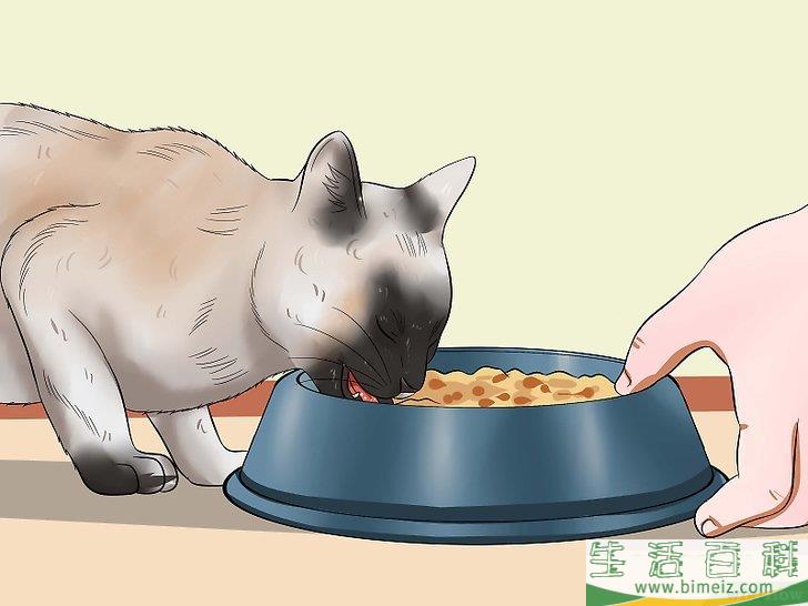 怎么照顾刚出生的小猫