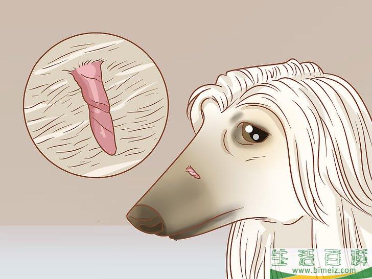 怎么在家里去除狗身上的皮赘