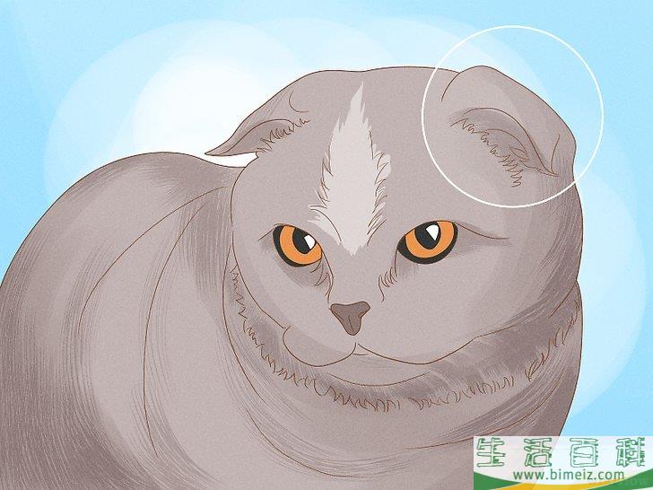 怎么向猫咪道歉