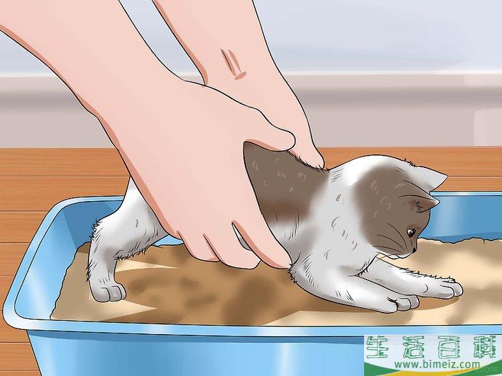 怎么训练幼猫