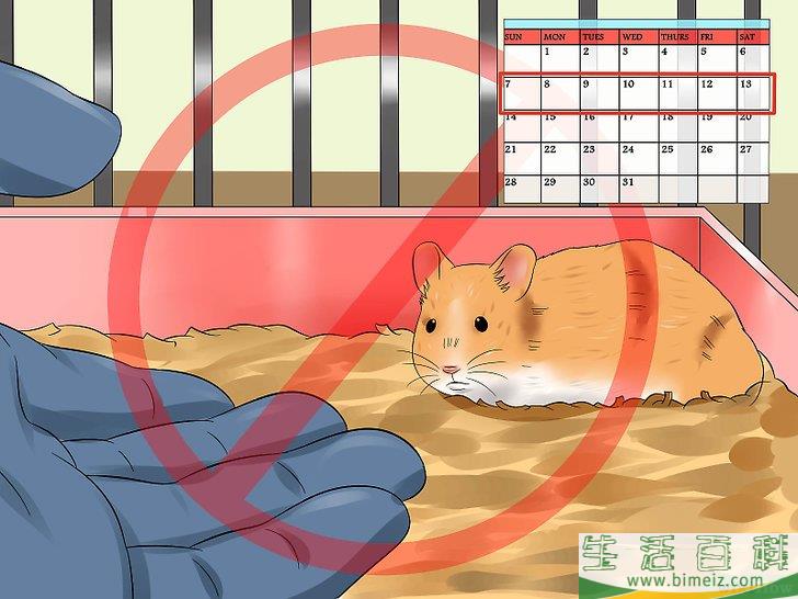 怎么训练仓鼠不咬人