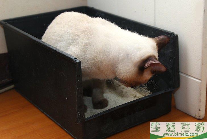 怎么去除木地板上的猫尿