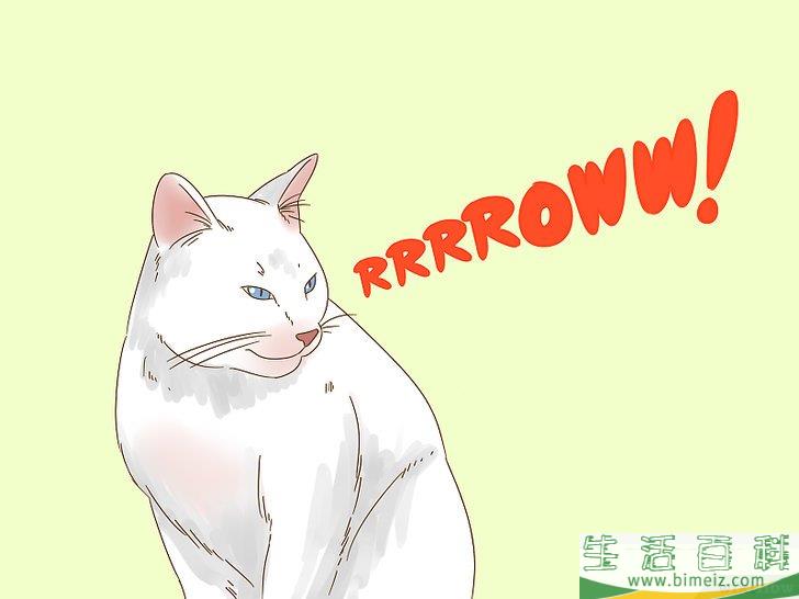 怎么和猫咪交流