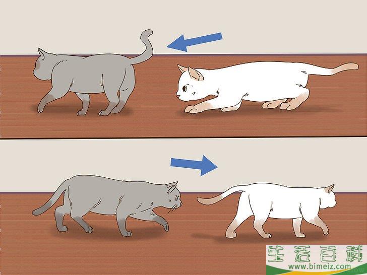 怎么判断猫咪是在玩耍还是打架