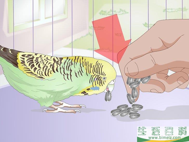 怎么喂养虎皮鹦鹉
