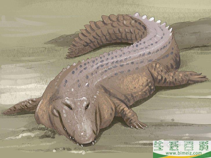 怎么区分短吻鳄和其他鳄鱼