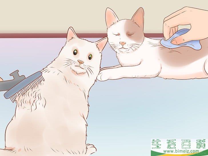 怎么判断一只猫是否生病