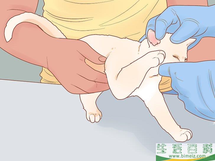 怎么照顾幼猫