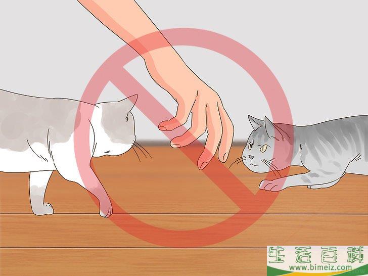 怎么判断猫咪是在玩耍还是打架