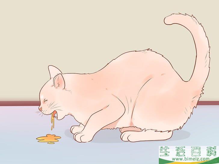 怎么判断一只猫是否生病