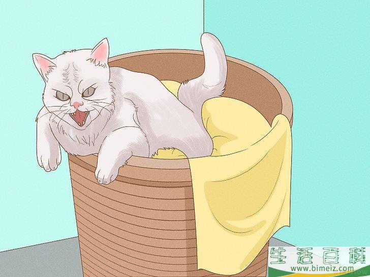 怎么向猫咪道歉