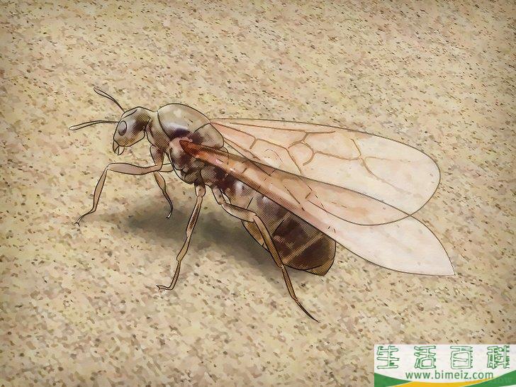 怎么辨别蚁后