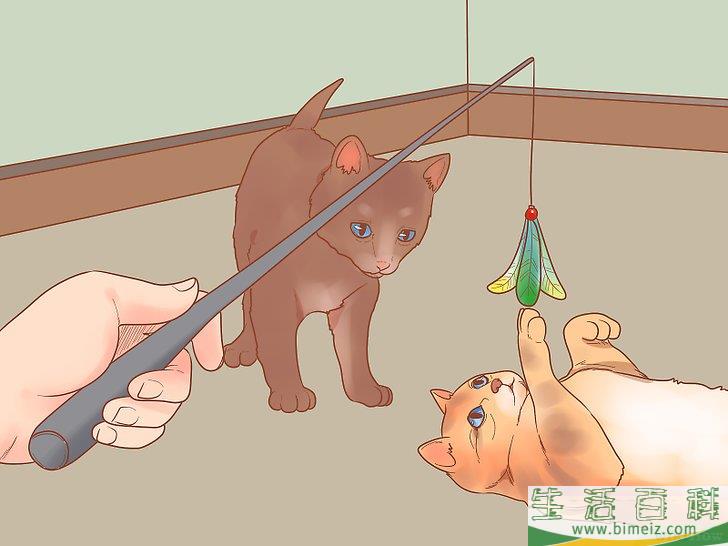 怎么照顾幼猫